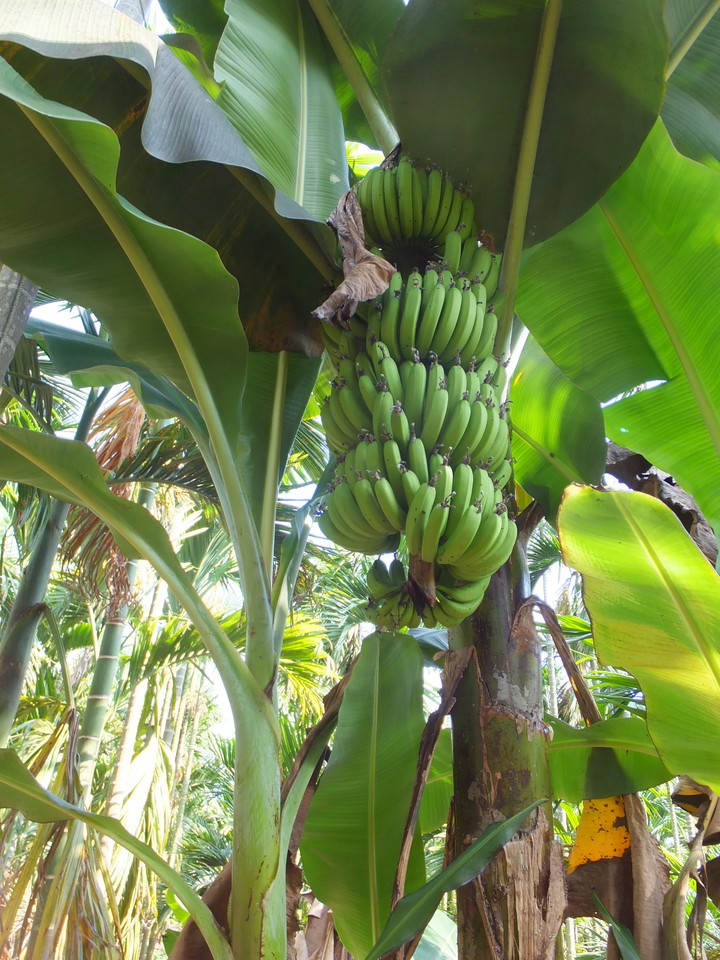 檳榔園のバナナ