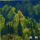 森林